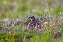 Rock Ptarmigan (Lagopus muta)