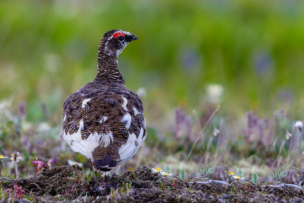 Rock Ptarmigan (Lagopus muta)