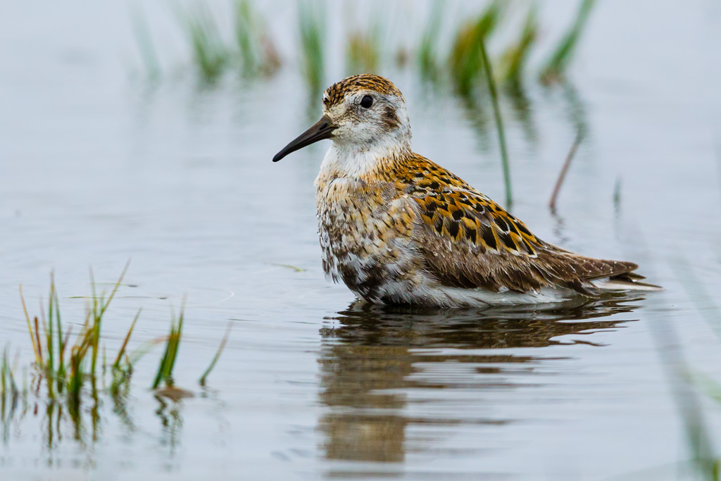 Rock Sandpiper (Calidris ptilocnemis)