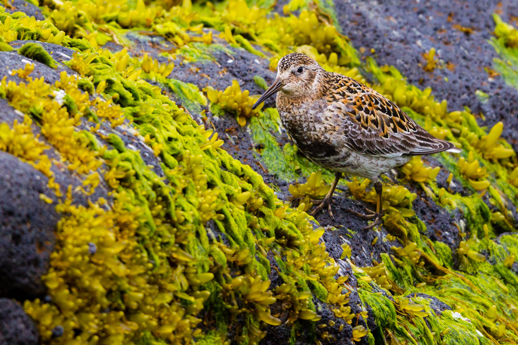 Rock Sandpiper (Calidris ptilocnemis)