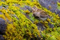 Rock Sandpiper (Calidris ptilocnemis)