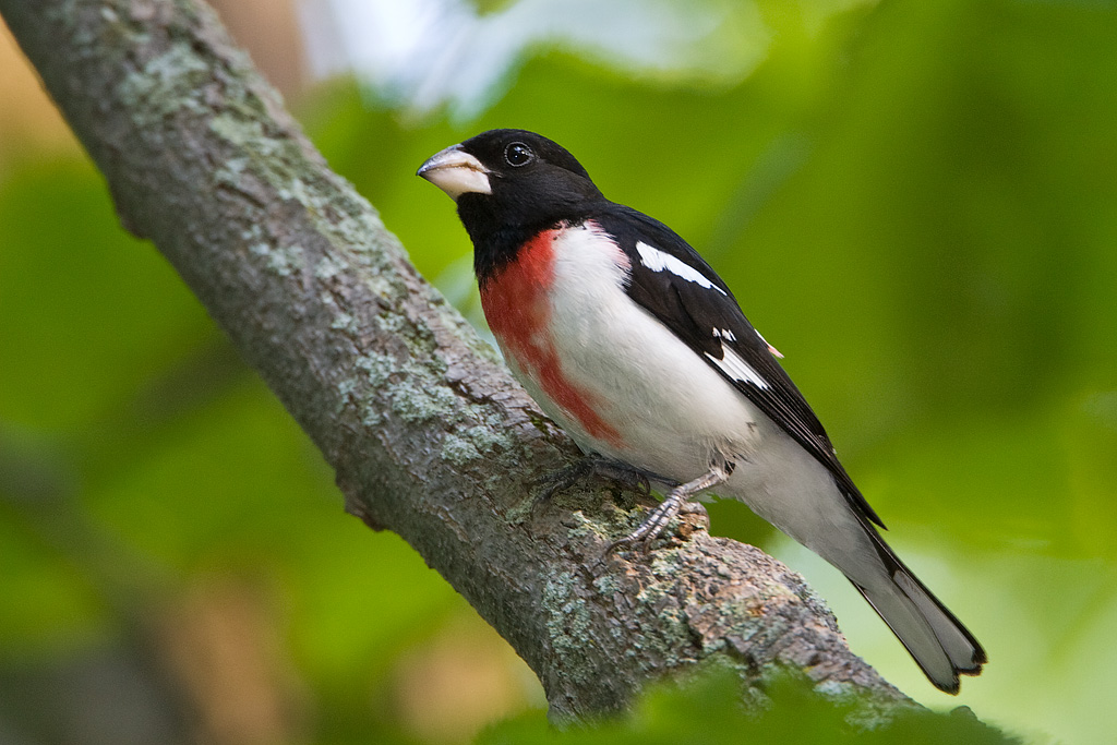 Rose-breasted Grosbeak (Pheucticus ludovicianus)