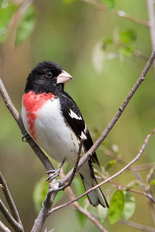 Rose-breasted Grosbeak (Pheucticus ludovicianus)