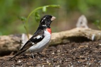 Rose-breasted Grosbeak (Pheucticus ludovicianus)