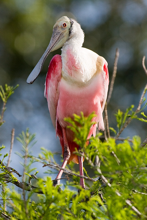 Roseate Spoonbill (Ajaia ajaja)