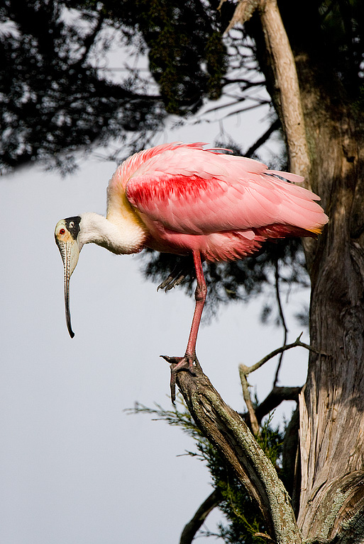 Roseate Spoonbill (Ajaia ajaja)