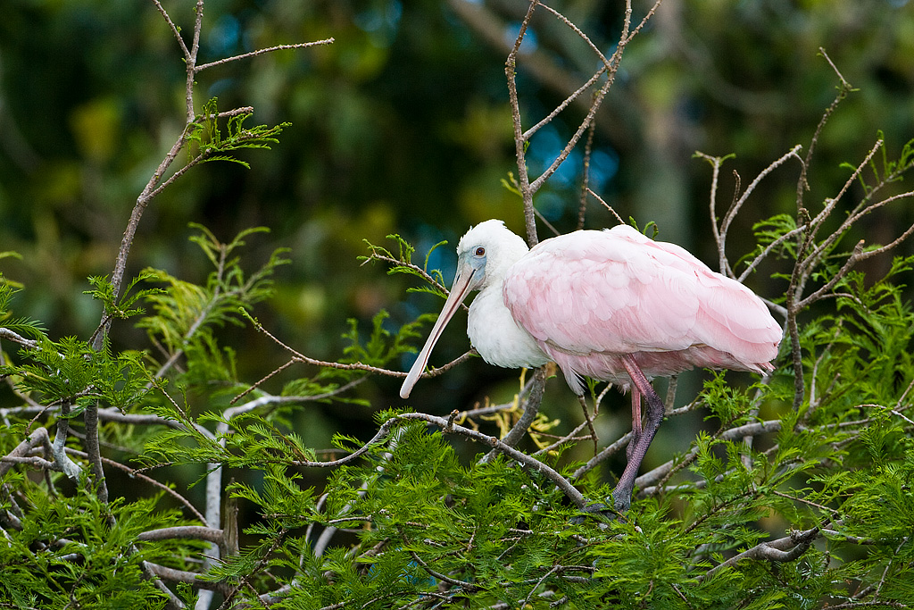 Roseate Spoonbill (Ajaia ajaja)