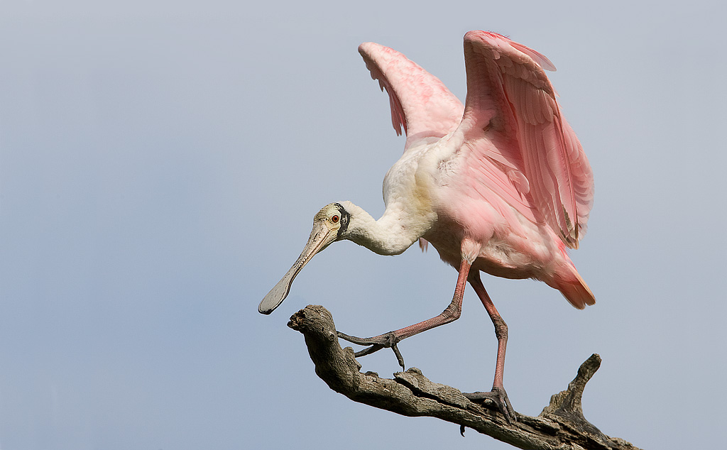 Roseate Spoonbill (Ajaia ajaja)