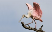 Roseate Spoonbill (Ajaia ajaja)