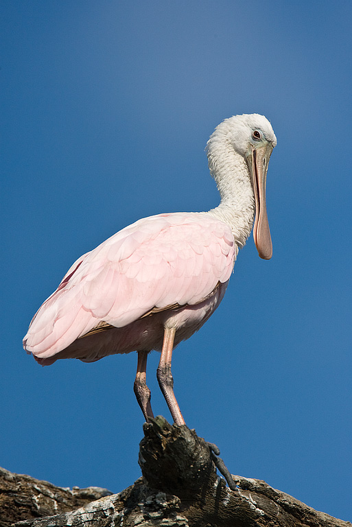 Roseate Spoonbill (Ajaia ajaja)