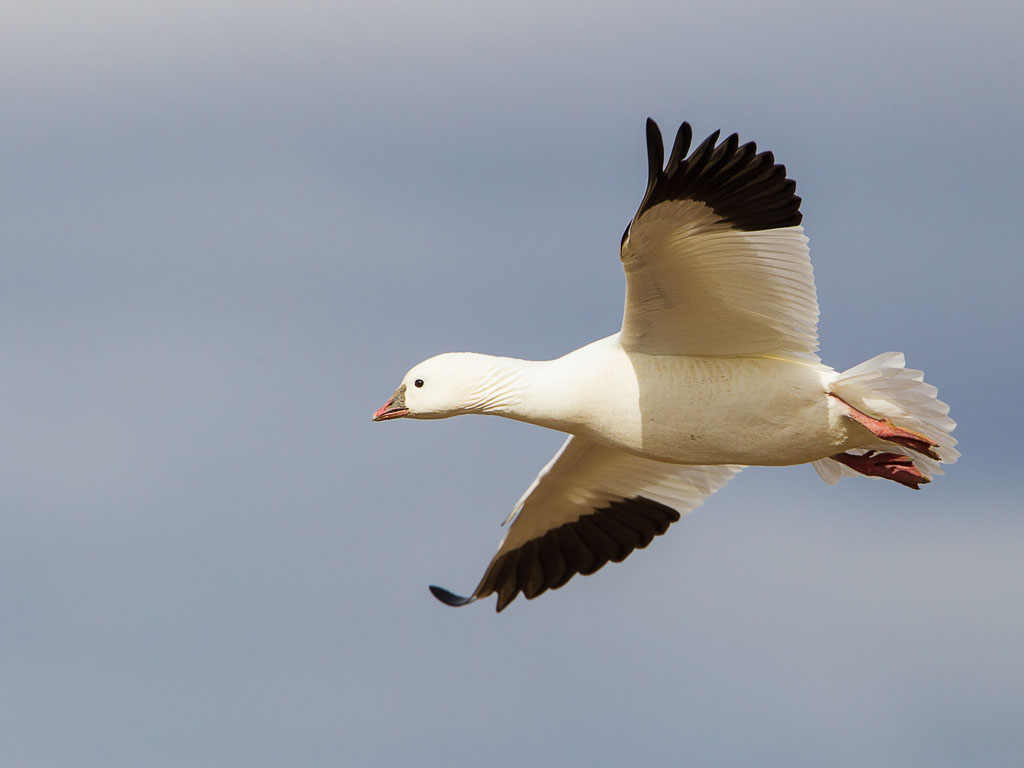 Ross's Goose (Chen rossii)