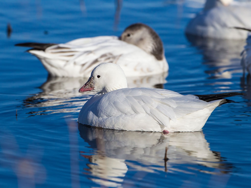 Ross's Goose (Chen rossii)