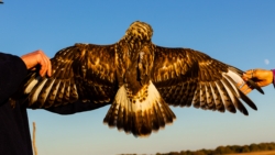 Rough-legged Hawk (Buteo lagopus)