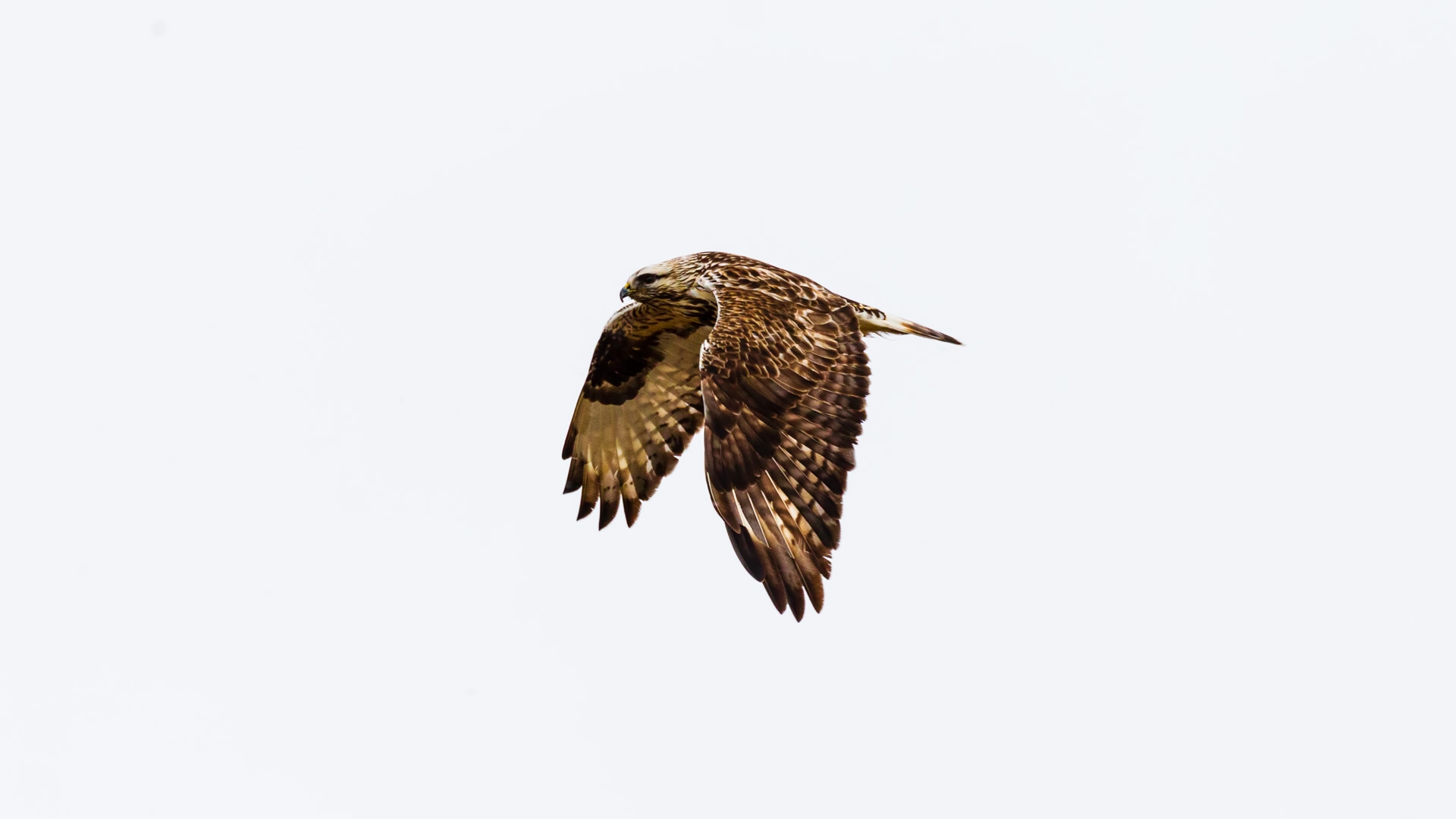 Rough-legged Hawk (Buteo lagopus)