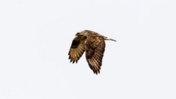 Rough-legged Hawk (Buteo lagopus)