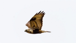 Rough-legged Hawk (Buteo lagopus)