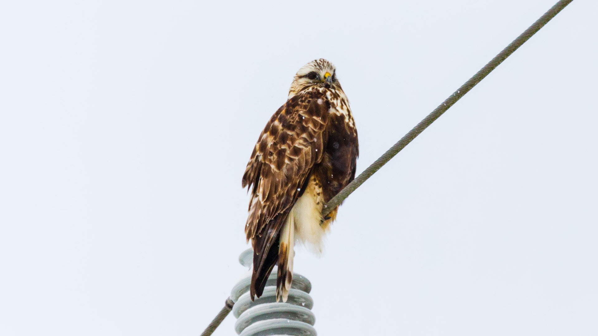 Rough-legged Hawk (Buteo lagopus)