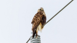 Rough-legged Hawk (Buteo lagopus)