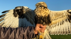 Rough-legged Hawk (Buteo lagopus)