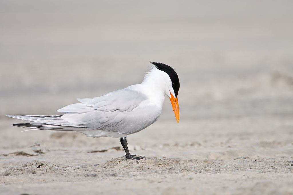 Royal Tern (Thalasseus maximus)