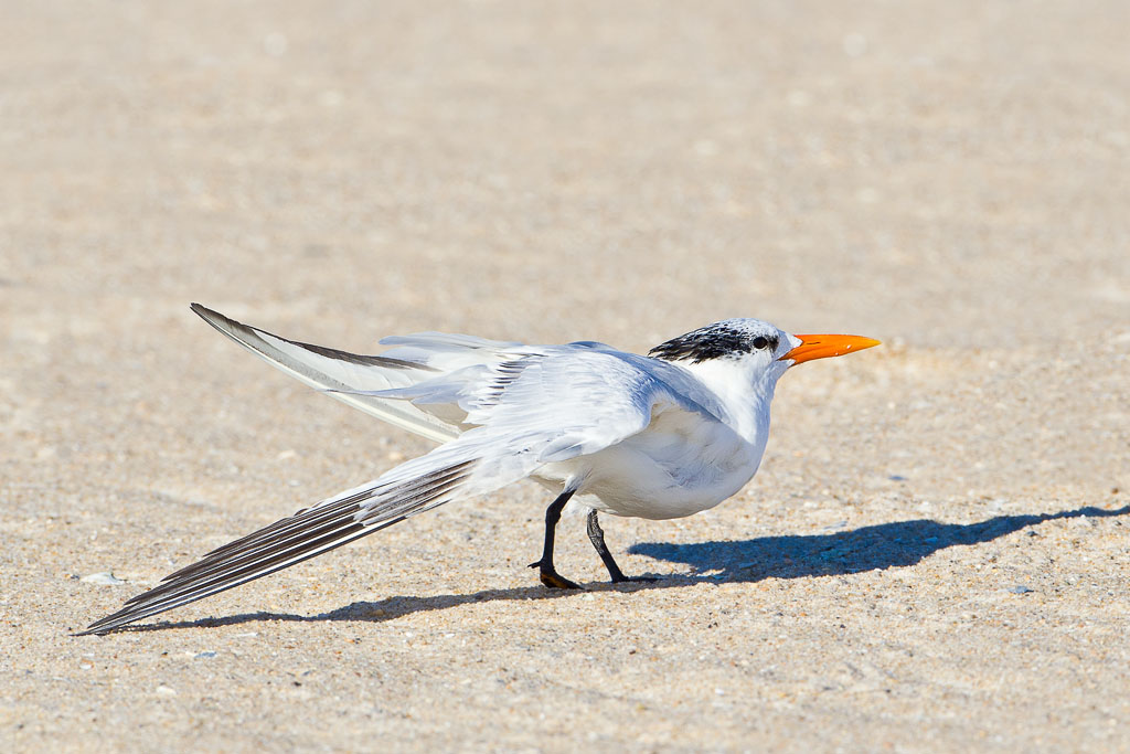 Royal Tern (Thalasseus maximus)