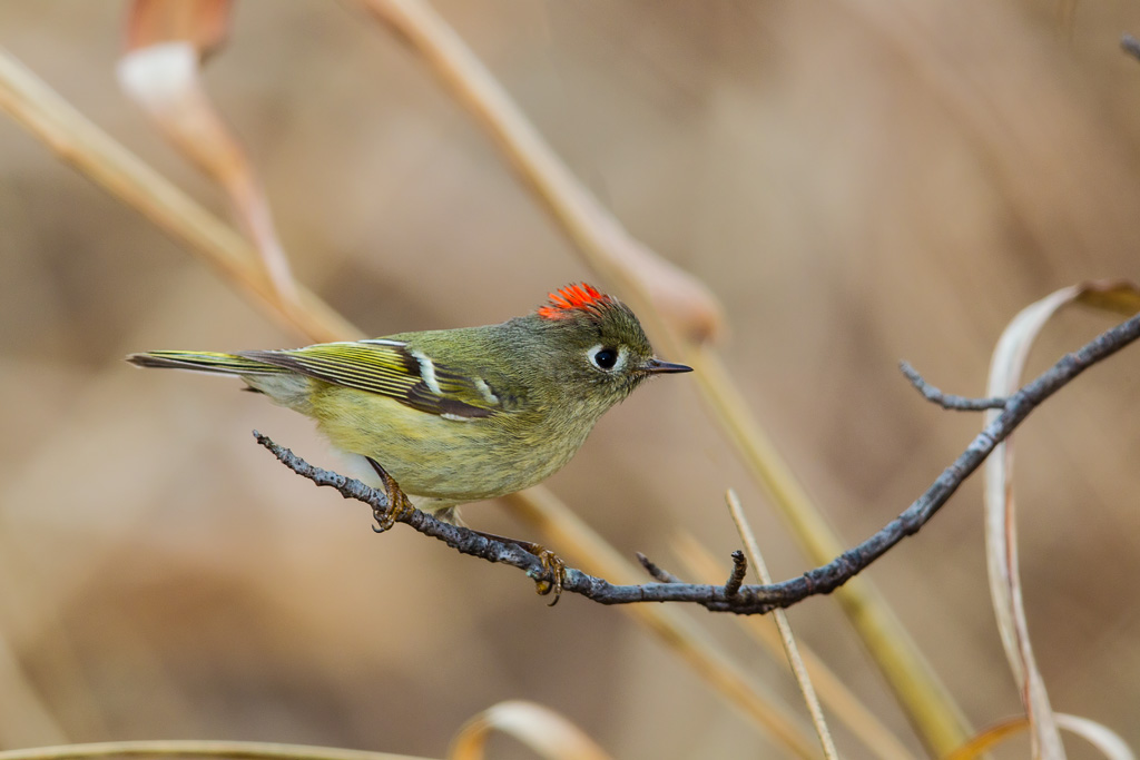 Ruby-crowned Kinglet (Regulus calendula)