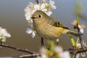 Ruby-crowned Kinglet (Regulus calendula)