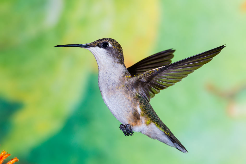 Ruby-throated Hummingbird (Archilochus colubris)