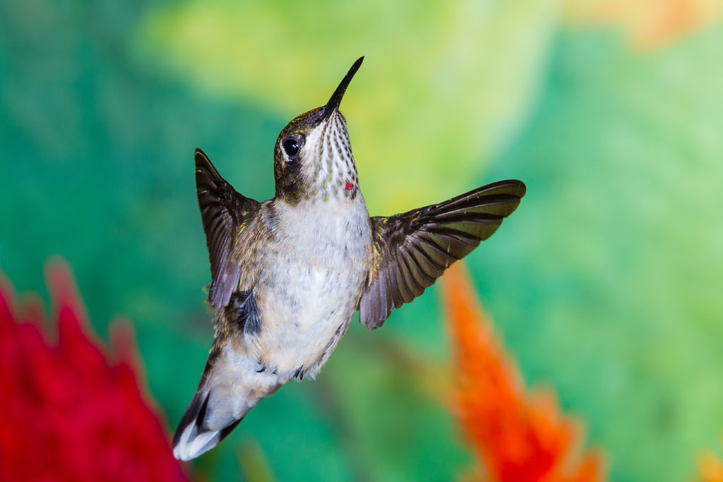 Ruby-throated Hummingbird (Archilochus colubris)