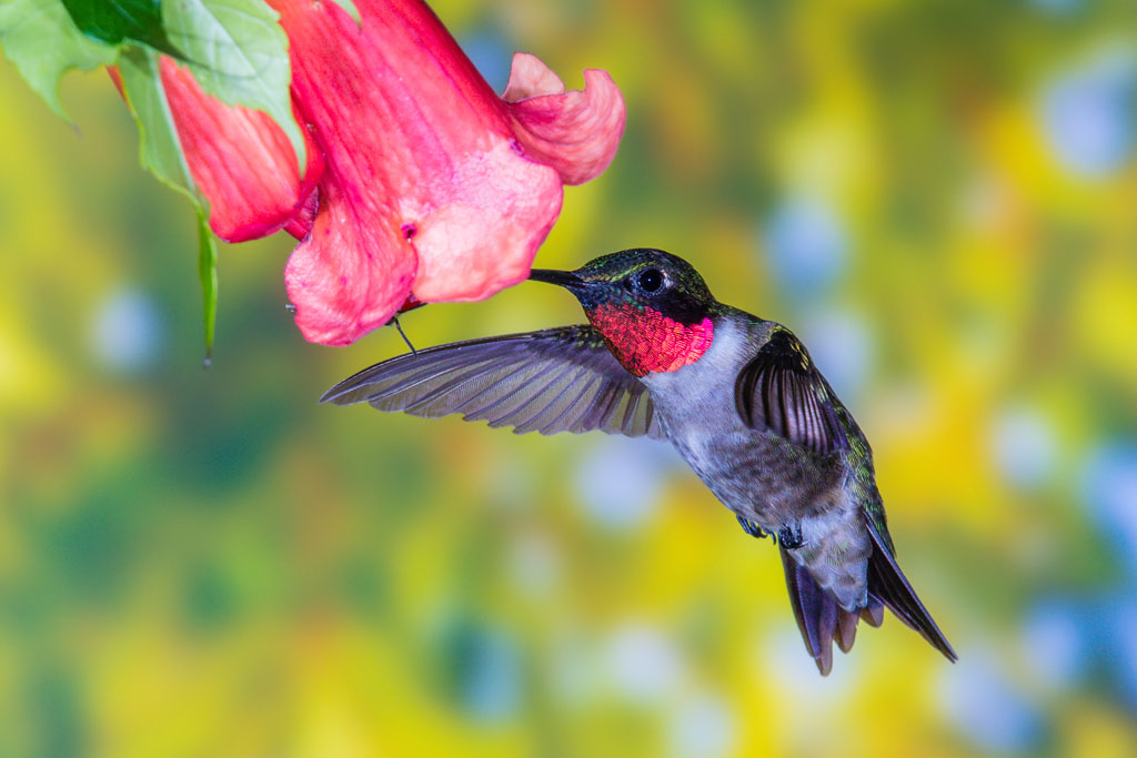 Ruby-throated Hummingbird (Archilochus colubris)