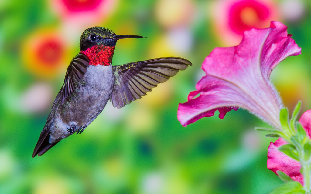 Ruby-throated Hummingbird (Archilochus colubris)