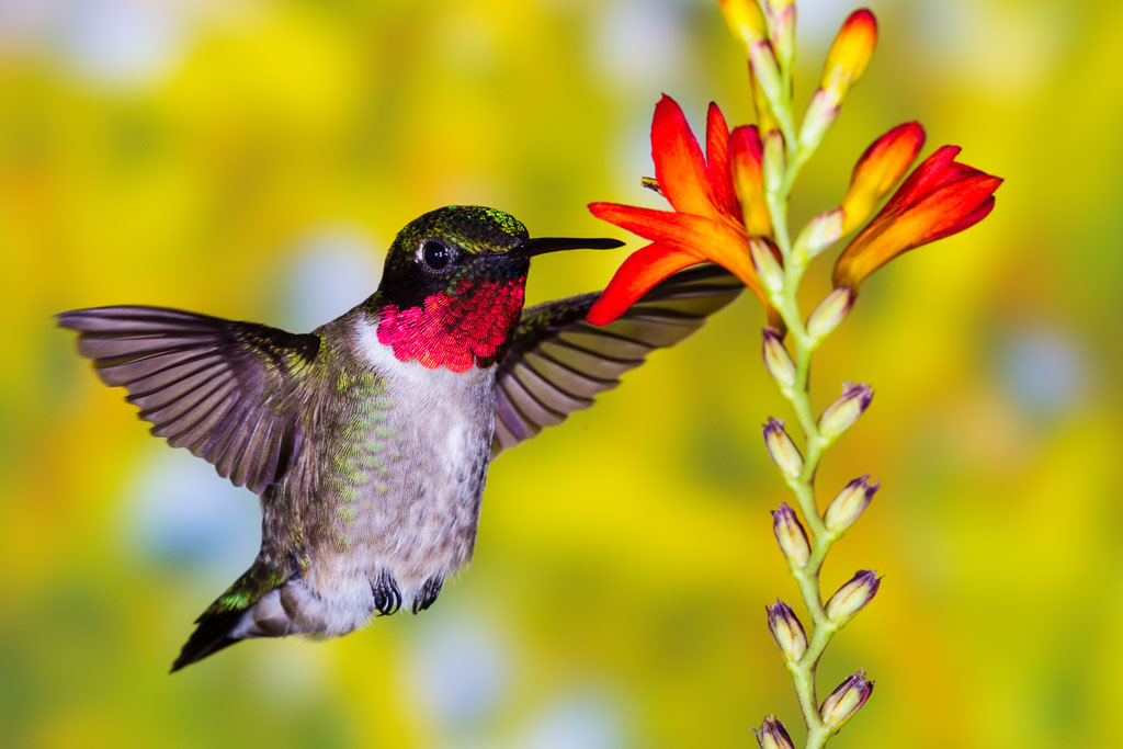 Ruby-throated Hummingbird (Archilochus colubris) on Coppertips (Crocosmia sp.)