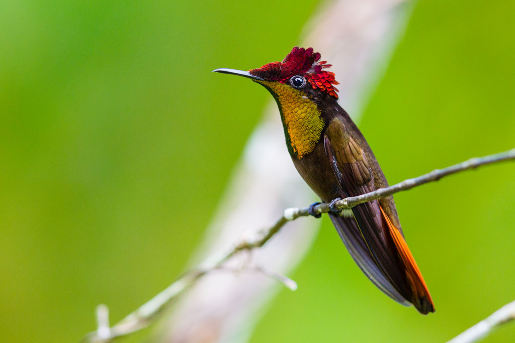 Ruby-topaz Hummingbird (Chrysolampis mosquitus)