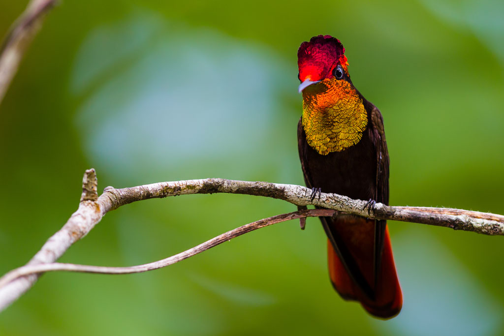 Ruby-topaz Hummingbird (Chrysolampis mosquitus)