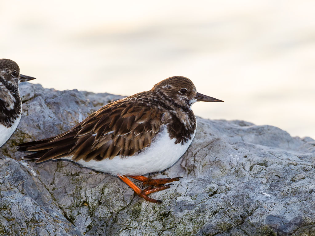 Ruddy Turnstone (Arenaria interpres)