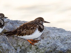 Ruddy Turnstone (Arenaria interpres)