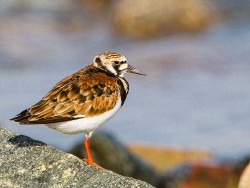 Ruddy Turnstone (Arenaria interpres)