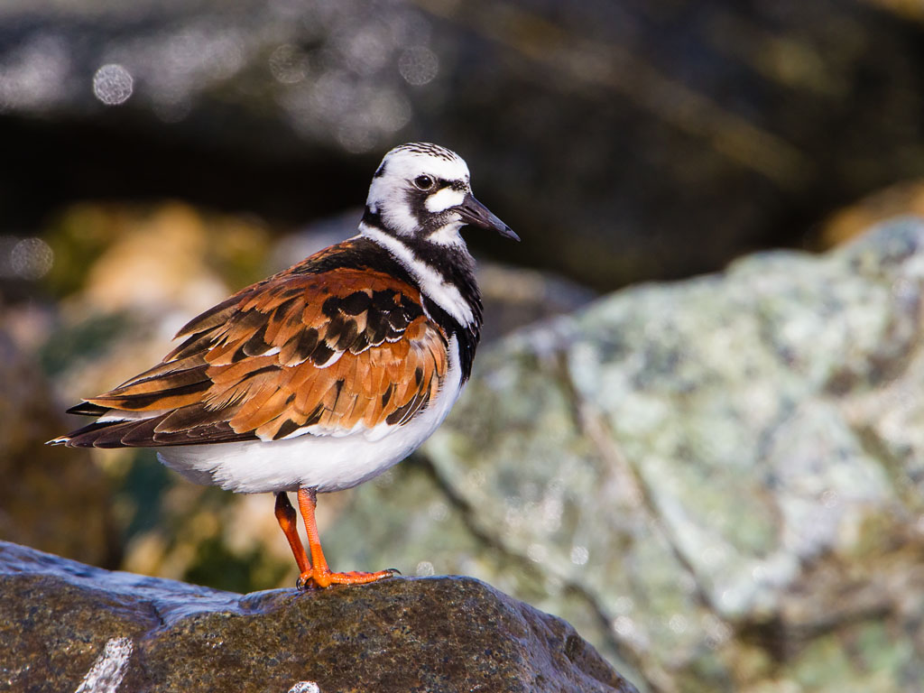 Ruddy Turnstone (Arenaria interpres)