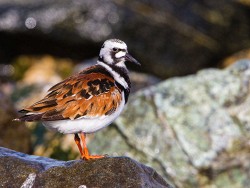 Ruddy Turnstone (Arenaria interpres)