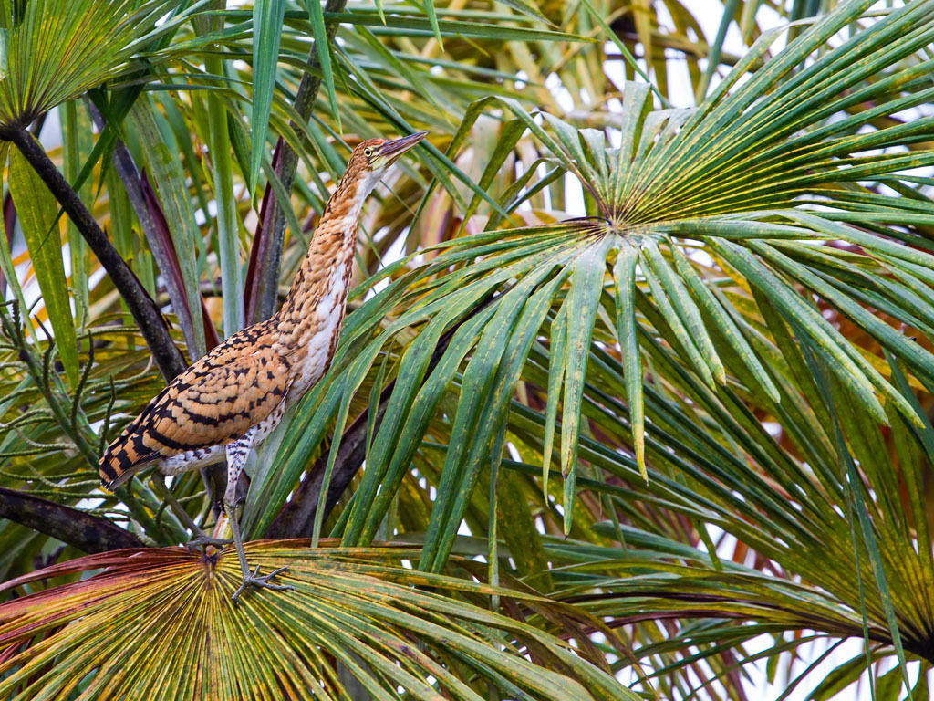 Rufescent Tiger-Heron (Tigrisoma lineatum)