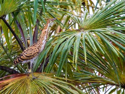 Rufescent Tiger-Heron (Tigrisoma lineatum)