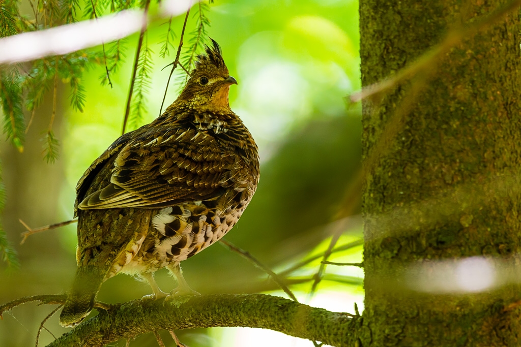 Ruffed Grouse (Bonasa umbellus)