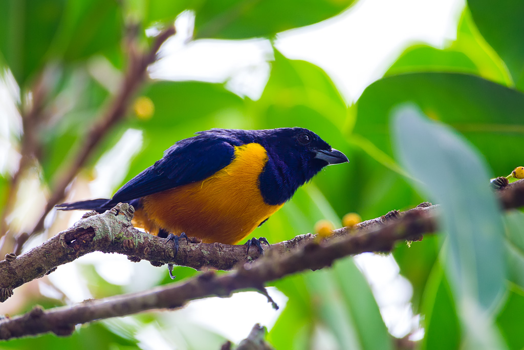 Rufous-bellied Euphonia (Euphonia rufiventris)