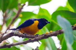 Rufous-bellied Euphonia (Euphonia rufiventris)