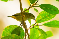 Rufous-bellied Euphonia (Euphonia rufiventris)