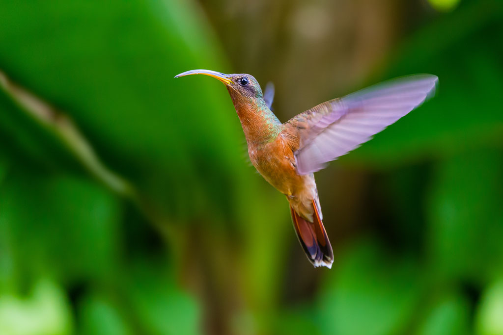 Rufous-breasted Hermit (Glaucis hirsutus)