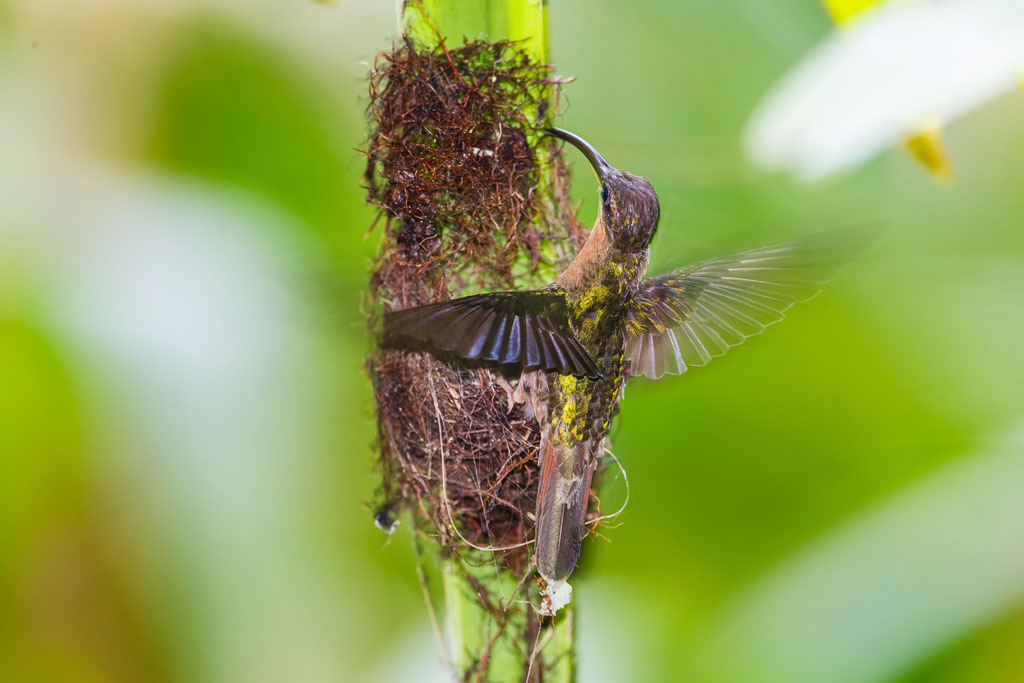 Rufous-breasted Hermit (Glaucis hirsutus)