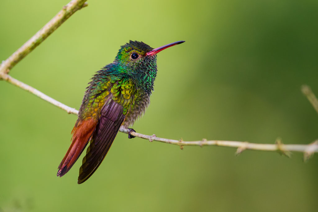 Rufous-tailed Hummingbird (Amazilia tzacatl)