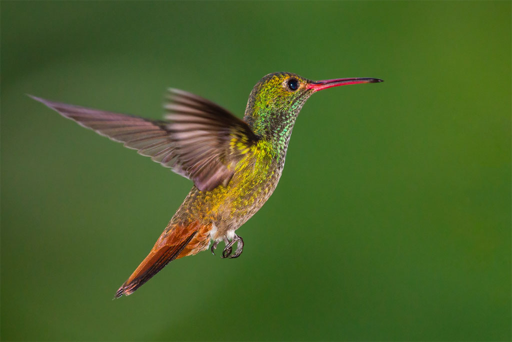 Rufous-tailed Hummingbird (Amazilia tzacatl)