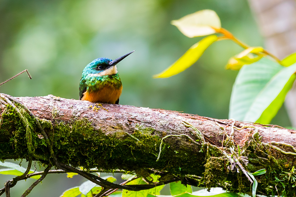 Rufous-tailed Jacamar (Galbula ruficauda)